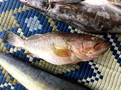 Epinephelus epistictus