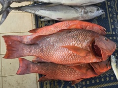 Lutjanus argentimaculatus