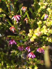 Erica dispar