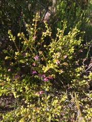 Erica dispar