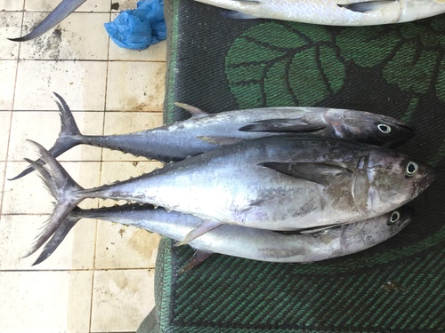 Thunnus tonggol