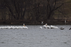 Pelecanus erythrorhynchos