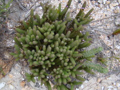 Muraltia ciliaris