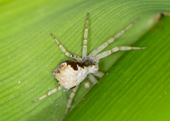 Philodromus marxi