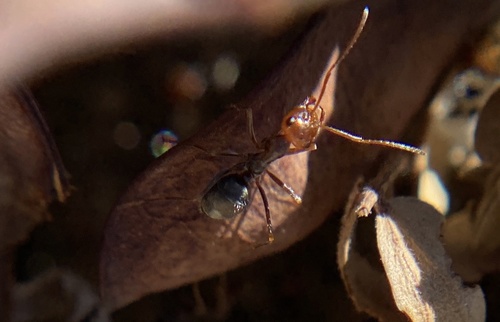 iNaturalist observation photo of Endiodioctes