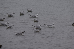 Chroicocephalus philadelphia