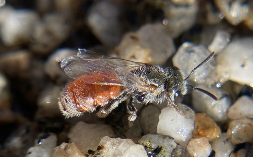 iNaturalist observation photo of Metallic Sweat Bees