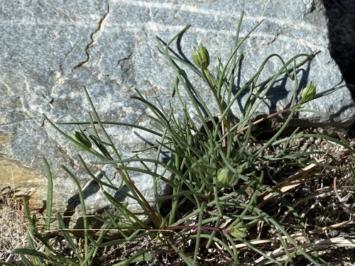 iNaturalist observation photo of Fremont's pincushion