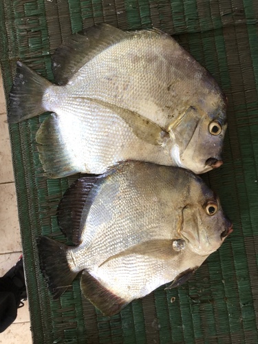 Drepane longimana