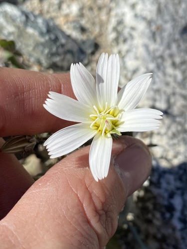 iNaturalist observation photo of Desert Chicory