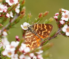 Chrysolarentia chrysocyma