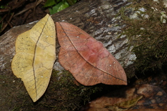 Lonomia electra