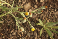 Senecio asperulus