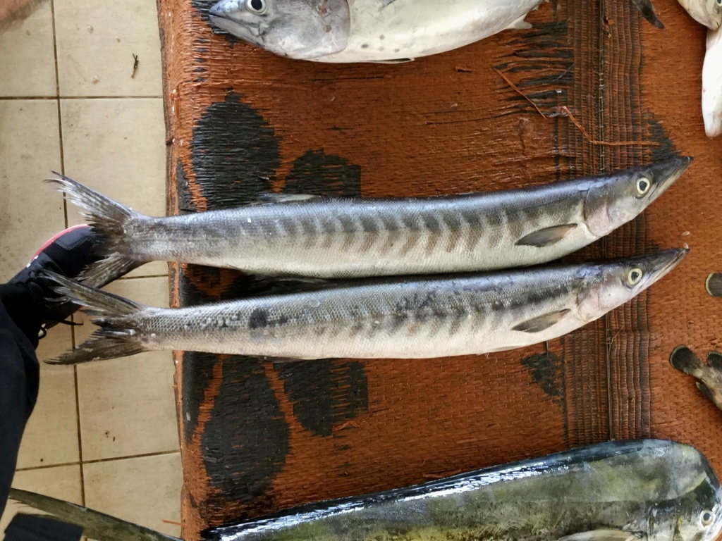 Chevron barracuda (Sphyraena putnamae) — Sphyraenidae