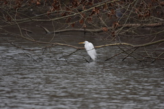 Ardea alba