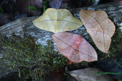 Lonomia electra