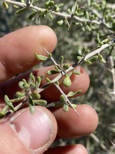 iNaturalist observation photo of Anderson Thornbush