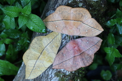 Lonomia electra