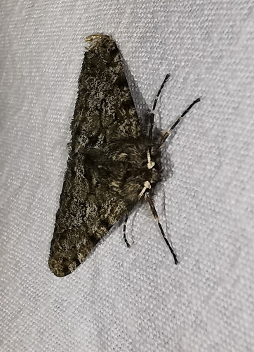 Phigalia pilosaria