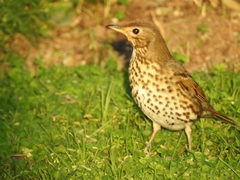 Turdus philomelos