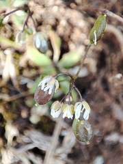 Draba verna