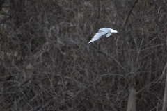 Chroicocephalus philadelphia