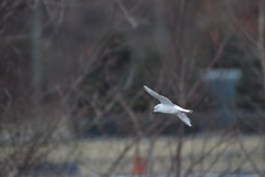 Chroicocephalus philadelphia