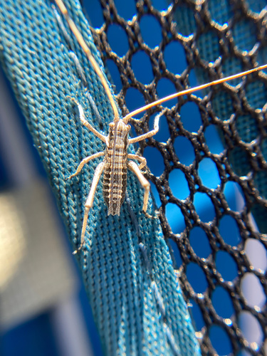 iNaturalist observation photo of Shieldback Katydids
