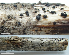 Trullula