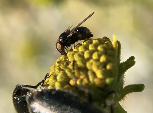 iNaturalist observation photo of Lonchaea