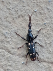 Orfilaia vulsellata