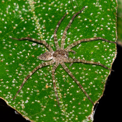 Dolomedes tenebrosus