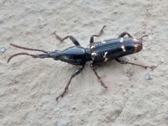 Orfilaia vulsellata