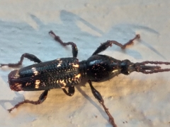 Orfilaia vulsellata