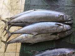 Scomberomorus commerson