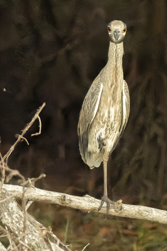 Nyctanassa violacea image