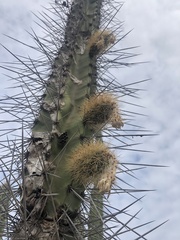 Armatocereus cartwrightianus