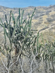 Armatocereus cartwrightianus