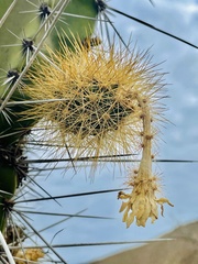 Armatocereus cartwrightianus