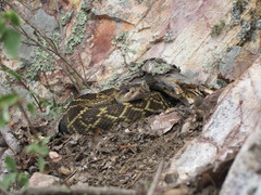 Crotalus molossus nigrescens