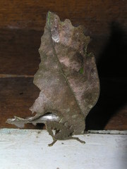 Typophyllum bolivari