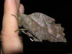 Typophyllum bolivari