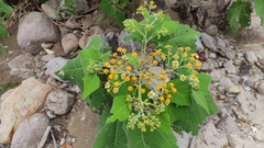 Podachaenium eminens