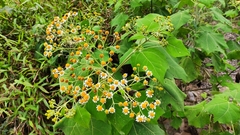 Podachaenium eminens