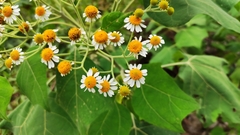 Podachaenium eminens