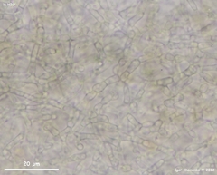 Trullula