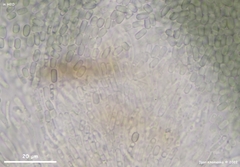 Trullula