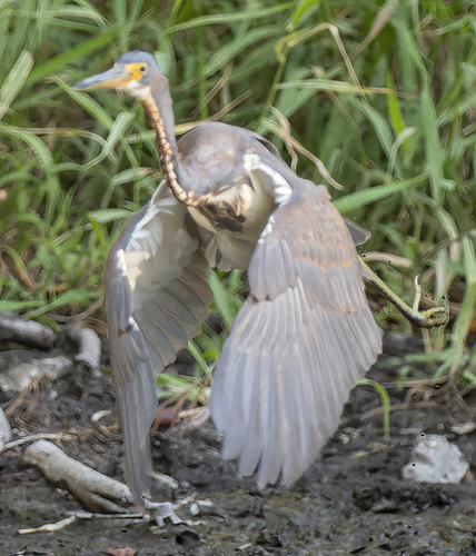 Egretta tricolor image