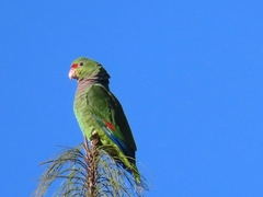 Amazona vinacea