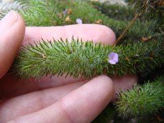 Muraltia ciliaris